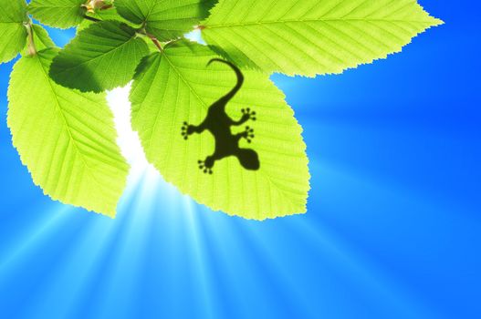 gecko shadow on green leaf texture showing nature concept with copyspace