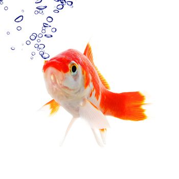 goldfish in water with bubbles showing animal concept