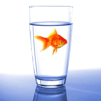 goldfish in water glass fishtank isolated on white background