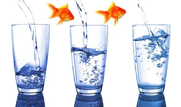 goldfish and glass showing financial growth concept