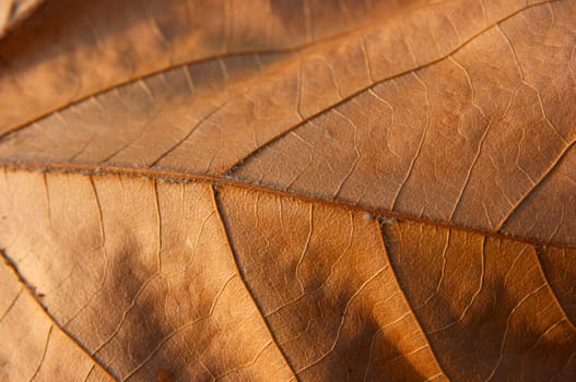 Fallen autumn leaf