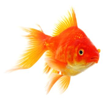goldfish or fish isolated on white background