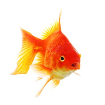 goldfish isolated on white showing success or job search concept