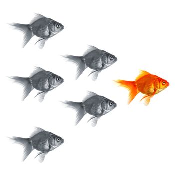 goldfish showing discrimination success individuality leadership or motivation concept