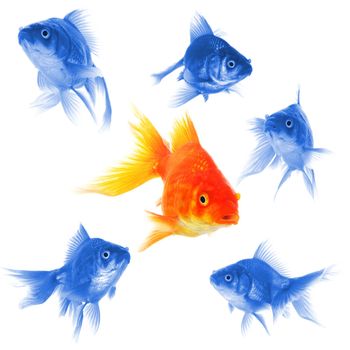 goldfish showing discrimination success individuality leadership or motivation concept