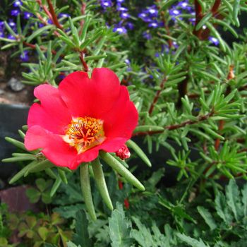 one red flower of  Portulaca grandiflora annual