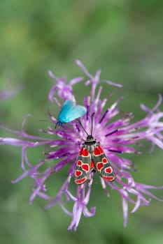 Butterfly on a flower (zygaena, carniolica)