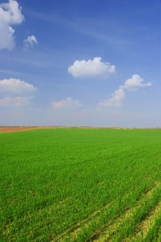 Agricultural field and blue sky with white clouds