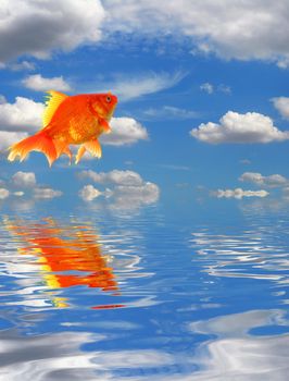 blue sky goldfish with water reflection clouds and copyspace