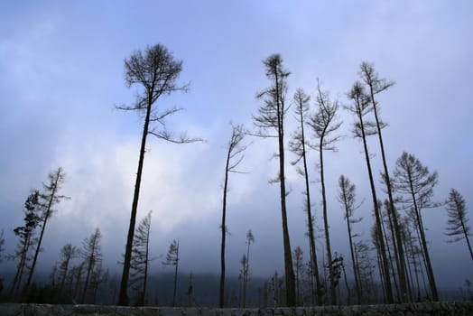 Tall trees killed by a storm