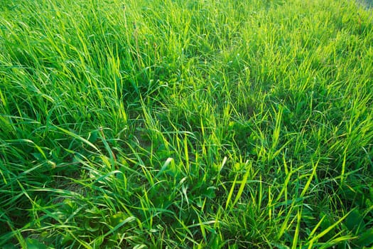 Vivid green grass background of a field