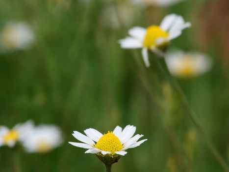 Camille flower on a field