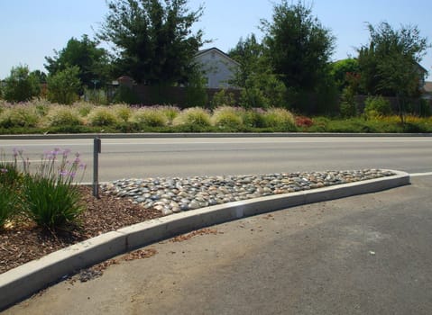 Roadside planting next to the road on a sunny day.