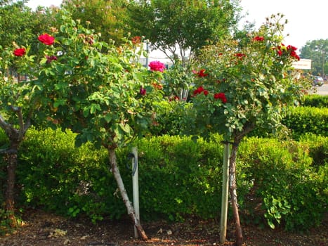 Rose flowers on a sunny day.