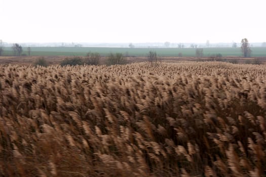 Wind blowing on a field