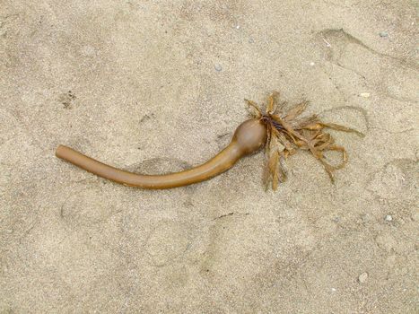 Close up of a sea kelp on a shore.