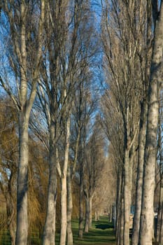 Park with rows of tall trees