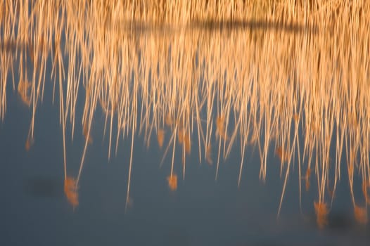 Reed reflection on the smooth surface of a lake