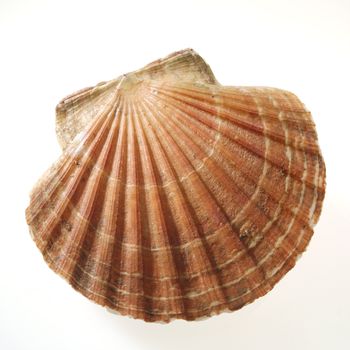 a shell