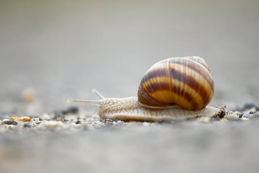 Snail going slowly on the road