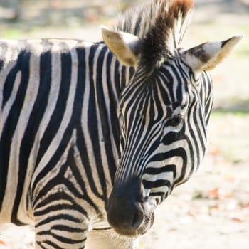 Zebra standing and looking backward on sunny day