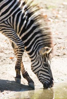 Zebra drinking water on sunny day in october