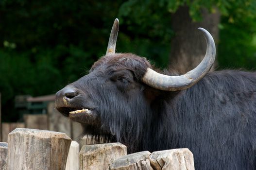 Black buffalo eating behind a wooden fence
