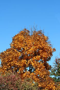 Autumn tree colors with blu sky