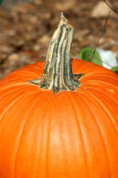 Close up of a Pumpkin stem