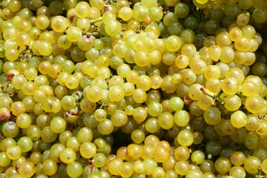 A Green chardonnay grapes background