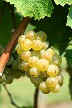 Green chardonnay grapes on the vine