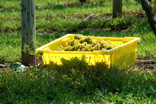 A Container of freshly picked grapes