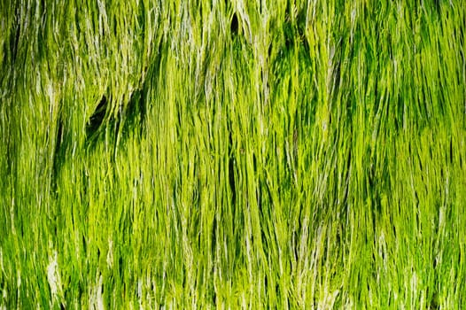Fresh green sea grass in clean water