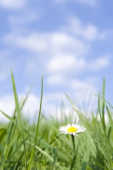Beautiful daisy against blue sky and clouds representing perfect land.