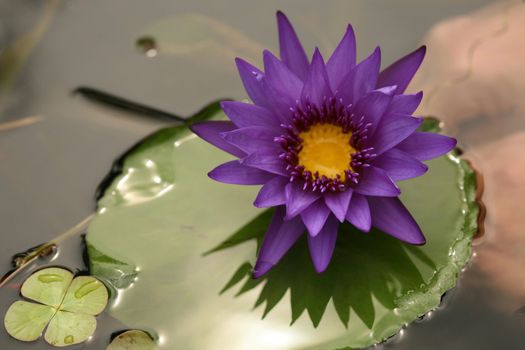 Purple Lotus on a Lilly Pad on Relflective Water With Extreme Depth Of Field
