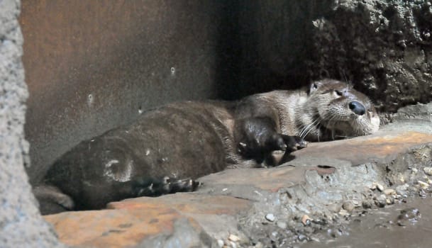 Otter takes a nap