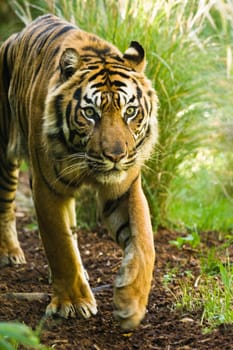 Asian tiger walking around on sunny morning