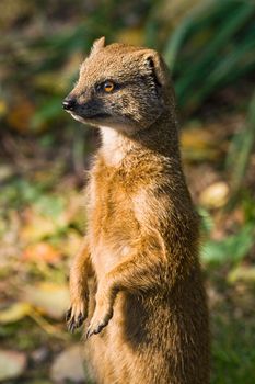 Yellow mongoose standing and watching its territory