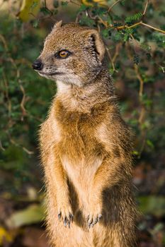 Yellow mongoose or red meerkat standing and looking