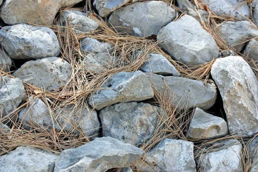 Rock and Pine Needles Background
