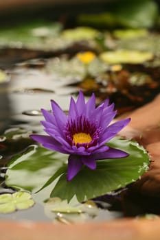 Vertical Image of Lotus in Reflective Water With Extreme Depth of Field