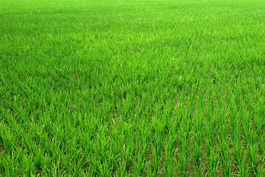 It is a green new rice land background.