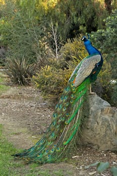 Peacock Male Bird Posing on a Rock