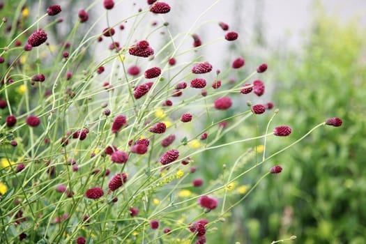 Flowers in the field