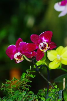 A purple orchid on natural green background