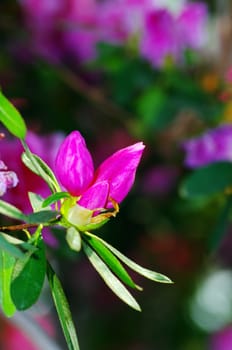 Pink blossom. Close-Up of azalea flowers.