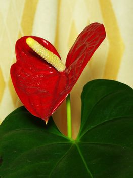 Red anthurium flower with glossy green leaf