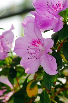 Pink blossom. Close-Up of azalea flowers.