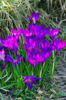 Purple Crocus on the sun light