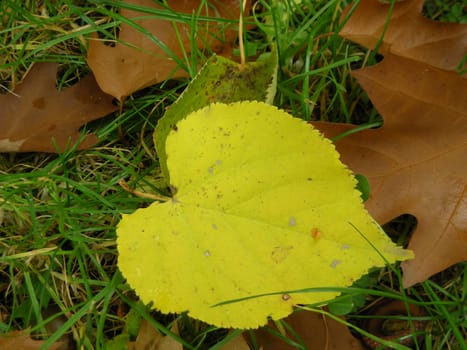 Leaf;, leaves;